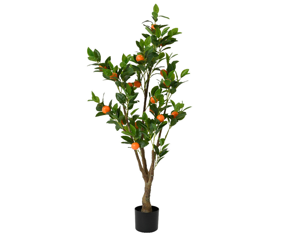 Orange tree in pot pe