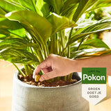 Pokon - Kamerplanten Voedingskegels 10st