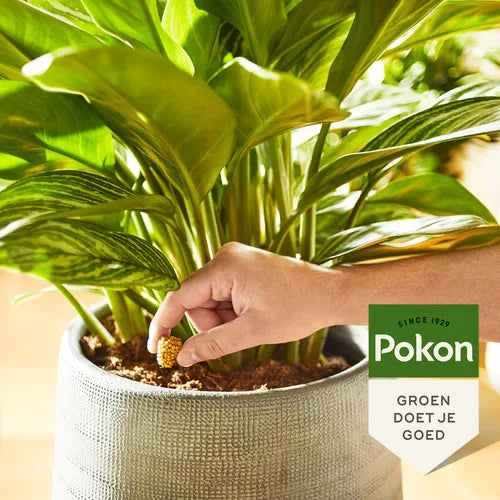Voedingskegels voor kamerplanten; hand plaatst korrels bij plant in pot