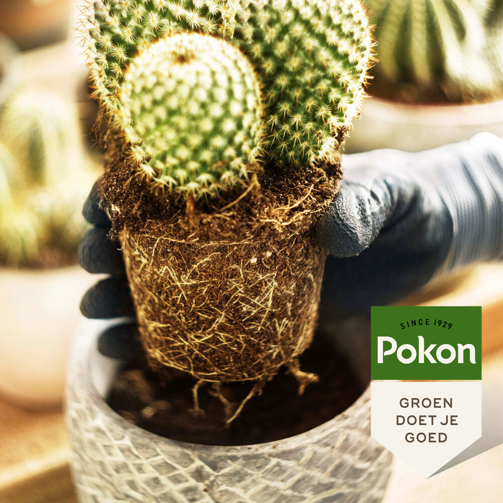 Pokon Cactus & Vetplant Voeding 250ml