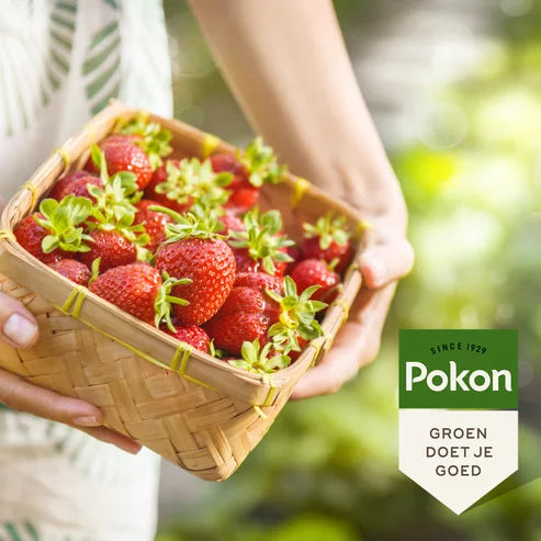 Pokon - Bio Kleinfruit Mest 1Kg