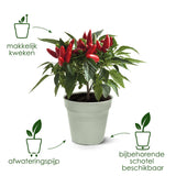 Plantenpot met rode bloemen in lichtgrijze kunststof pot