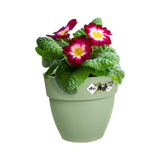 Pistachegroene hangpot met bloeiende paarse bloemen en groene bladeren