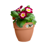 Elho terra plantenbak met bloemen en draagbeugel