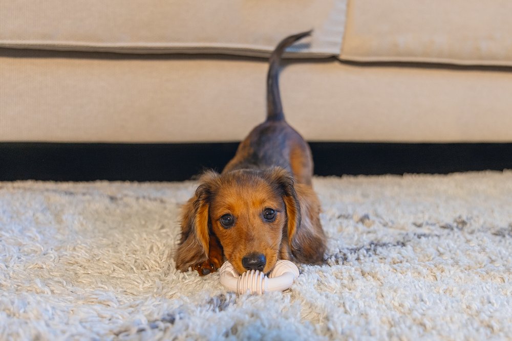 Beeztees - rubber dental ring puppy rz