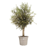 Elho - algarve cilindro 30cm paddenstoel beige