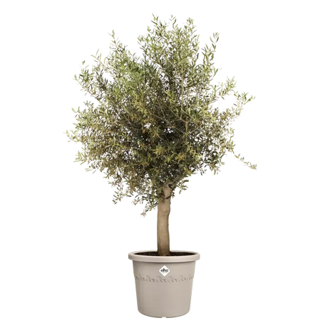 Elho - algarve cilindro 30cm paddenstoel beige