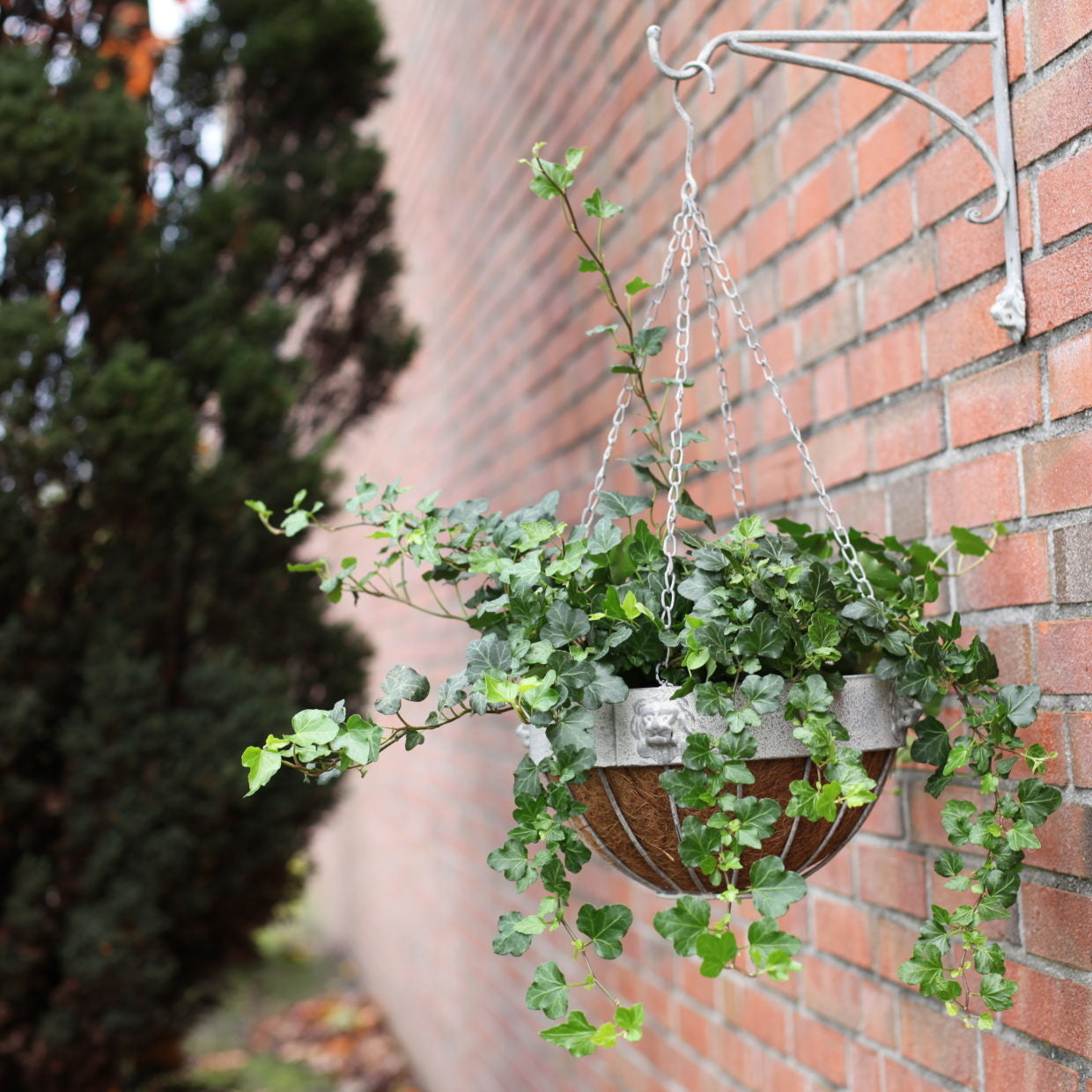 Esschert design - Aged Metal leeuw hanging basket