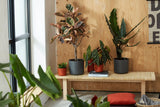 Ronde anthracietkleurige plantenpotten met verschillende planten op houten plank