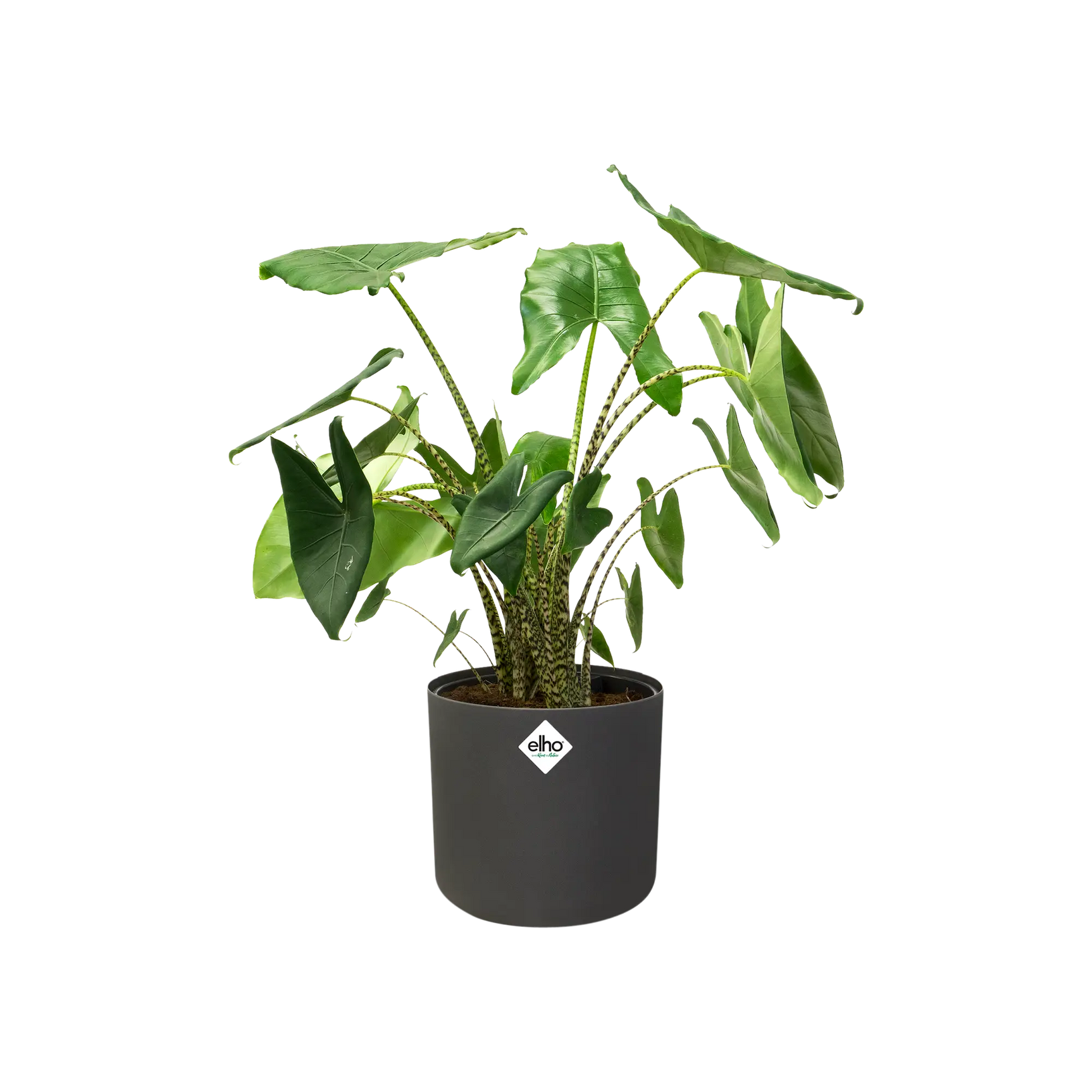 Elho - b.for soft round 18cm anthracite