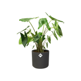 Elho - b.for soft round 14cm anthracite