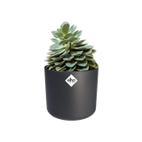 Ronde anthracietkleurige plantenpot met succulenten en Elho-logo op voorkant