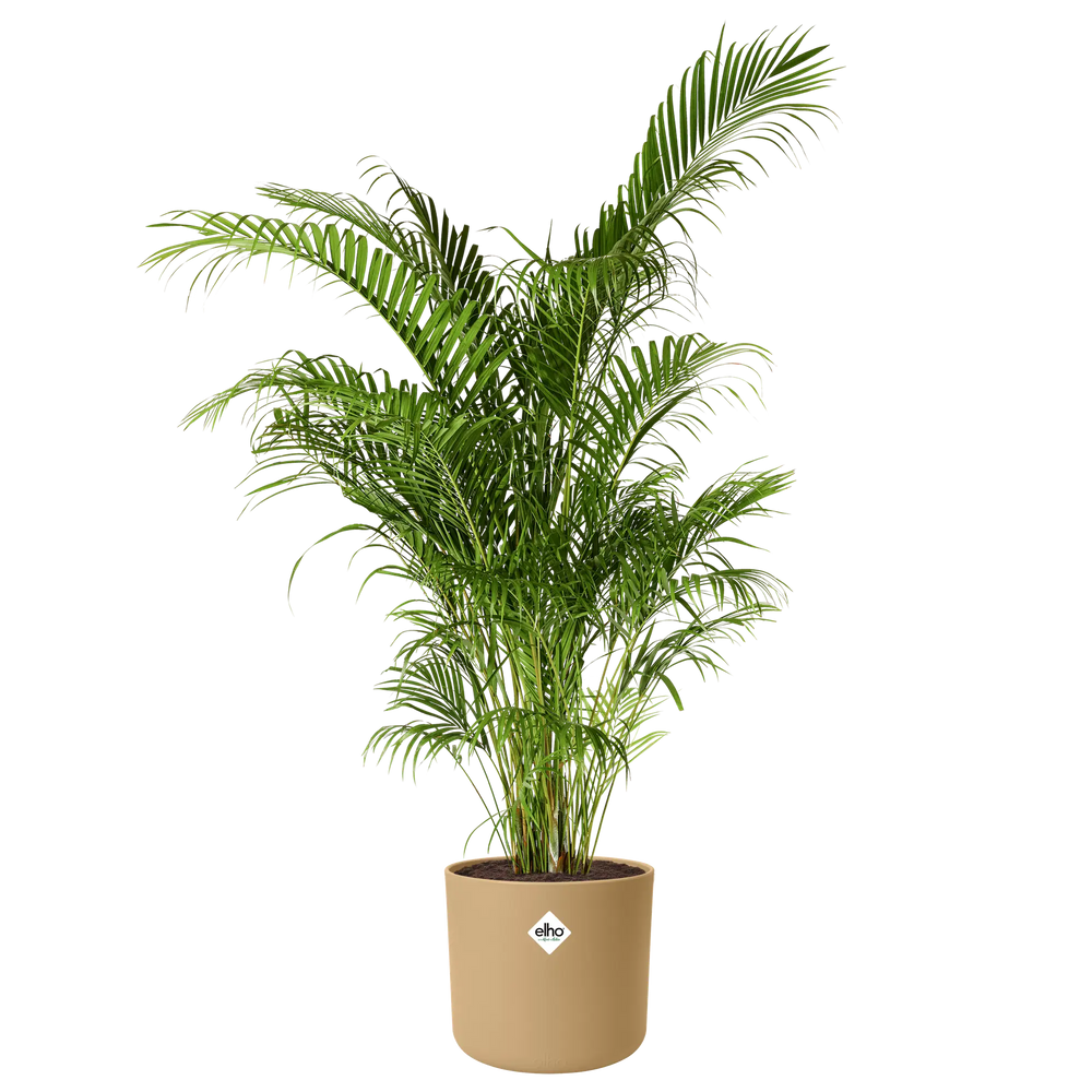 Elho b.for soft ronde pot met groene plant, zandkleurig