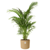 Zandkleurige ronde bloempot met elho-logo, met groene kamerplant