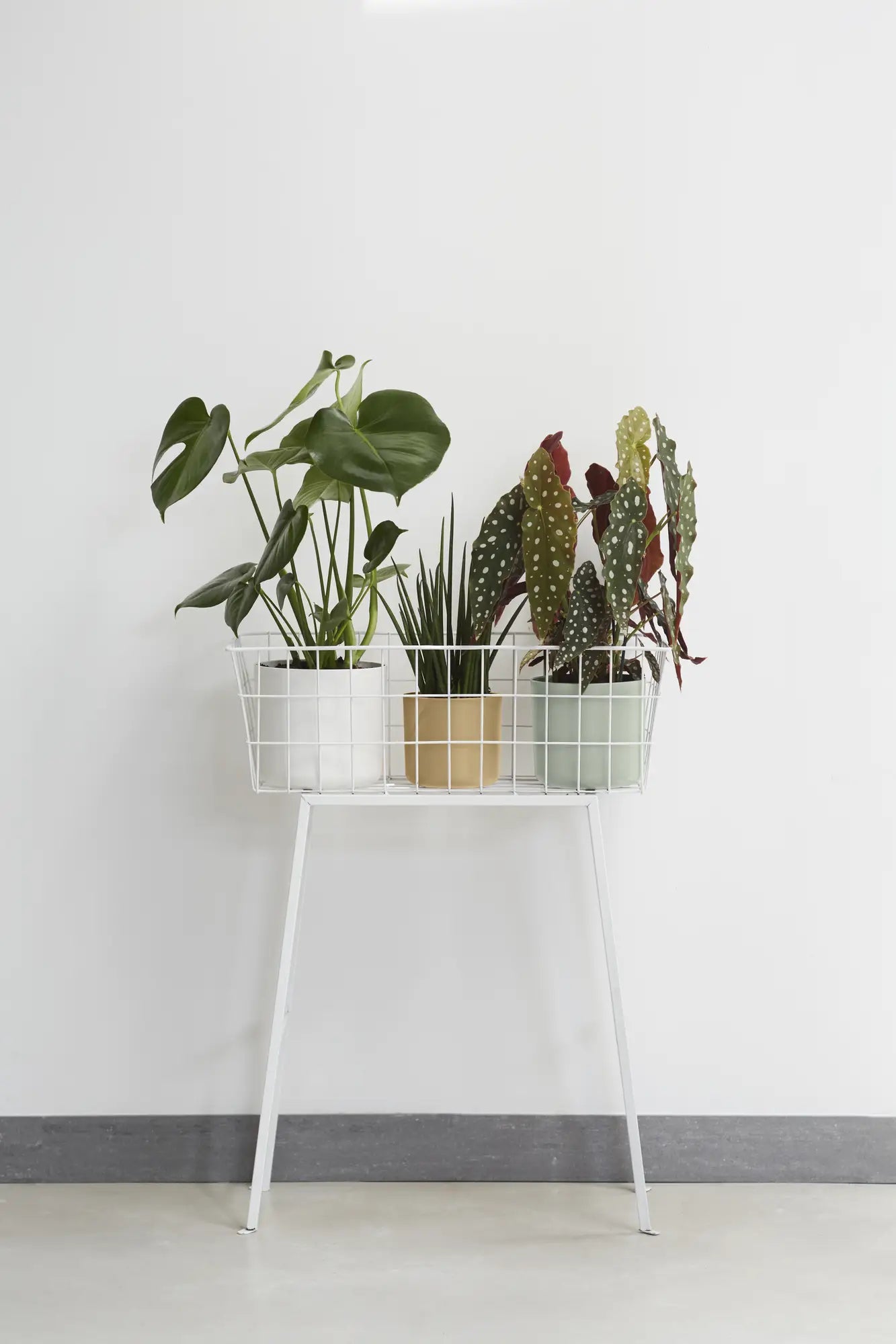 Meerdere Elho b.for soft zandkleurige potten met planten op wit frame