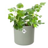 Elho b.for soft ronde plantenpot met groene bladplanten, steengroen
