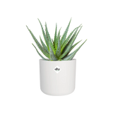 Witte ronde plantenpot met elho-logo, met groene vetplant in de pot