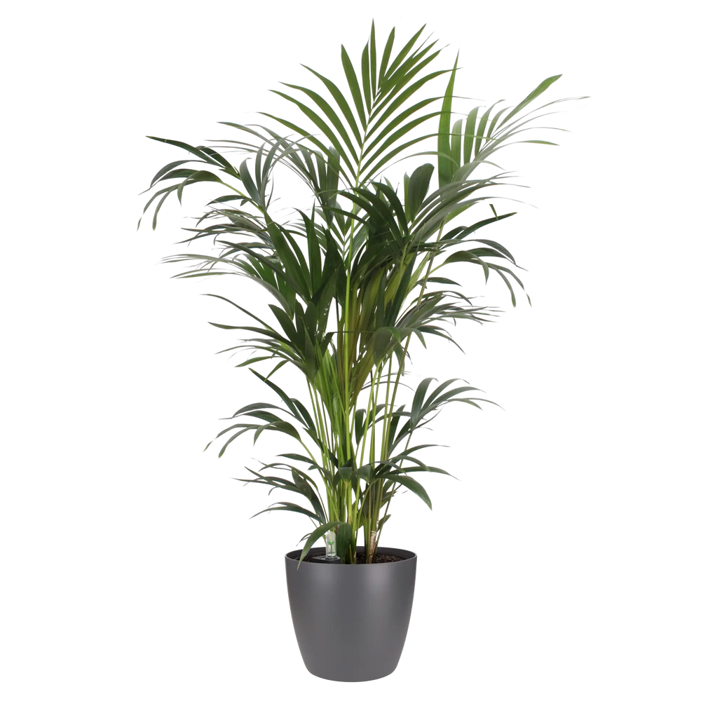 Ronde antraciet plantenpot met groen siergras