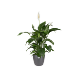 Elho - brussels round 16cm anthracite