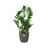 Elho ronde plantenbak Ø30 cm in antraciet met groene plant