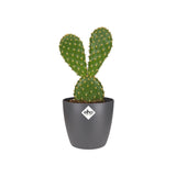 Elho - brussels round mini 7cm anthracite