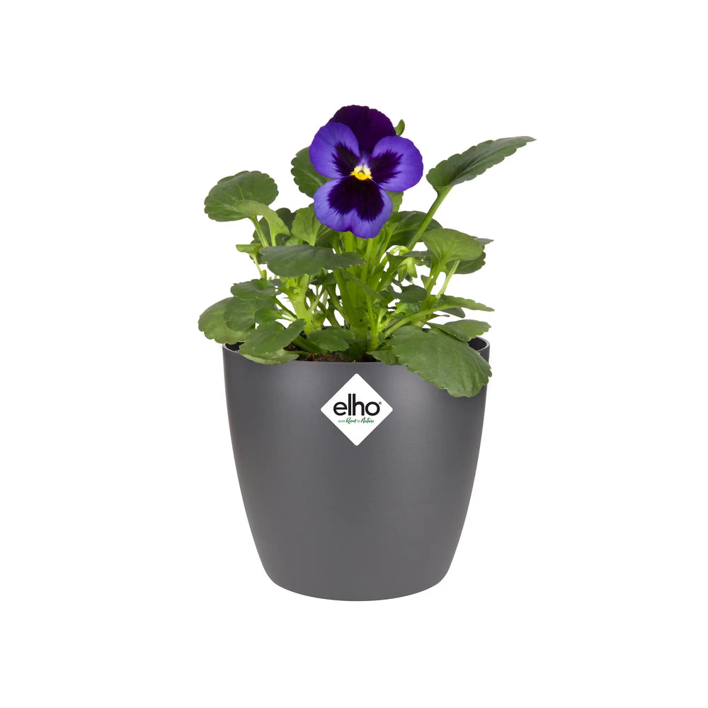 Elho ronde plantenpot, antracietgrijs, met paarse bloem en groene bladeren.