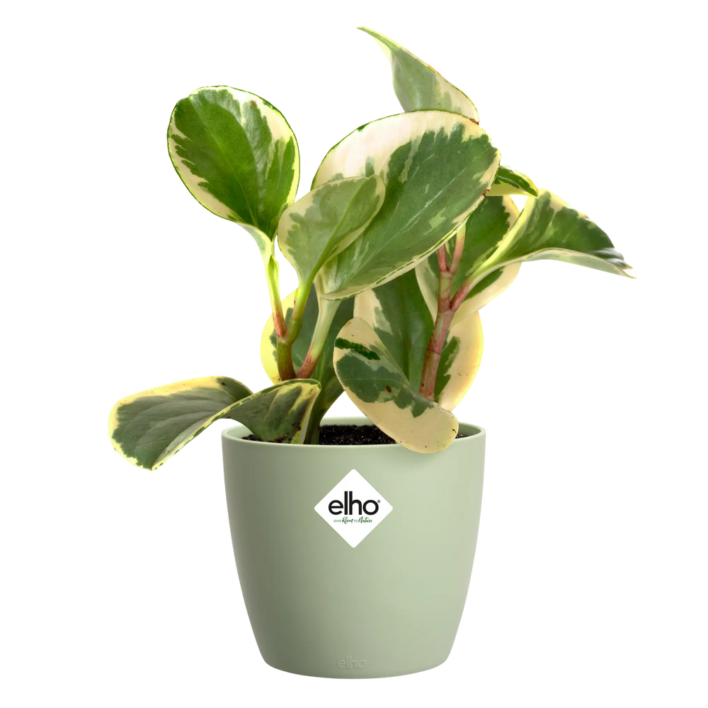 Elho bloempot brussels rond mini sorbetgroen met planten en bonte bladeren