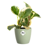 Elho Brussels ronde plantenpot, sorbetgroen, met bonte bladerenplant