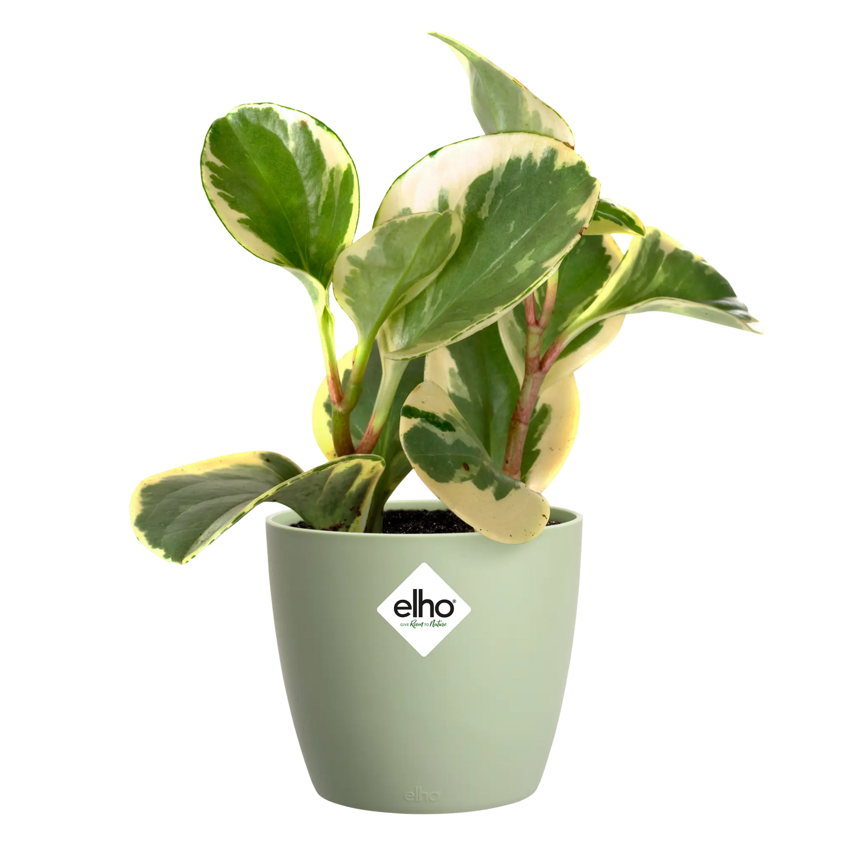 Elho sorbetgroene bloempot met bonte plantbladeren