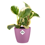 Elho bloempot rond mini levendig violett met groene plant