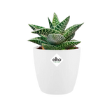 Elho brussels ronde mini plantenpot met groene vetplant en wit logo op de voorkant.