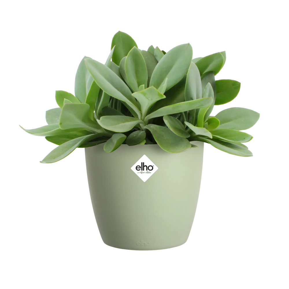 Elho sorbetgroene bloempot met vetplant van groene blaadjes