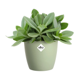 Elho sorbetgroene bloempot met vetplant van groene blaadjes