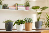 Meerdere ronde plantenpotten met planten op houten plank