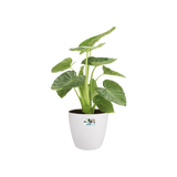 Witte ronde bloempot met groene kamerplant en grote bladeren