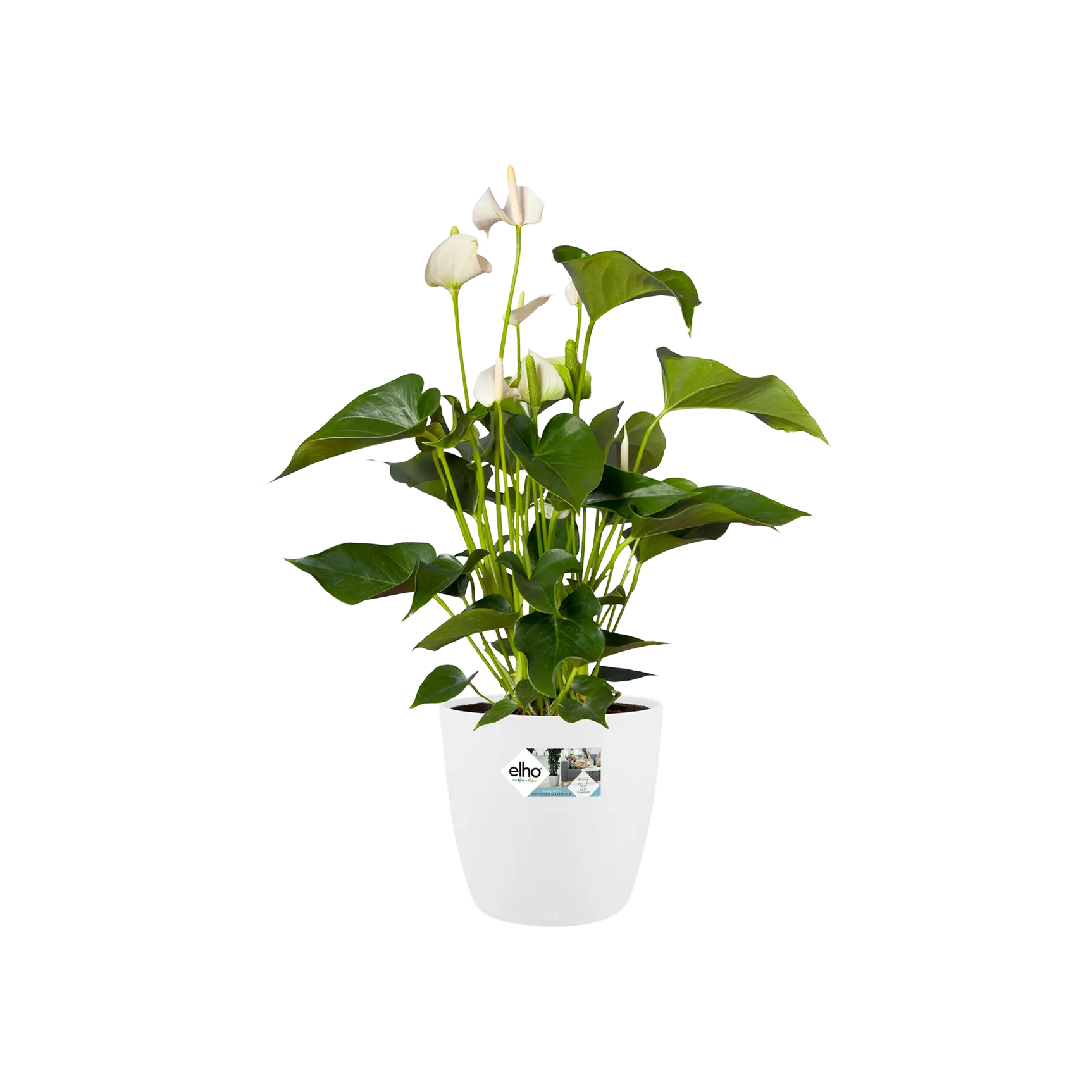Witte ronde bloempot met plant en Elho-label