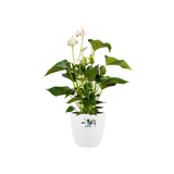 Witte ronde plantenpot met groene plant en witte bloemknoppen