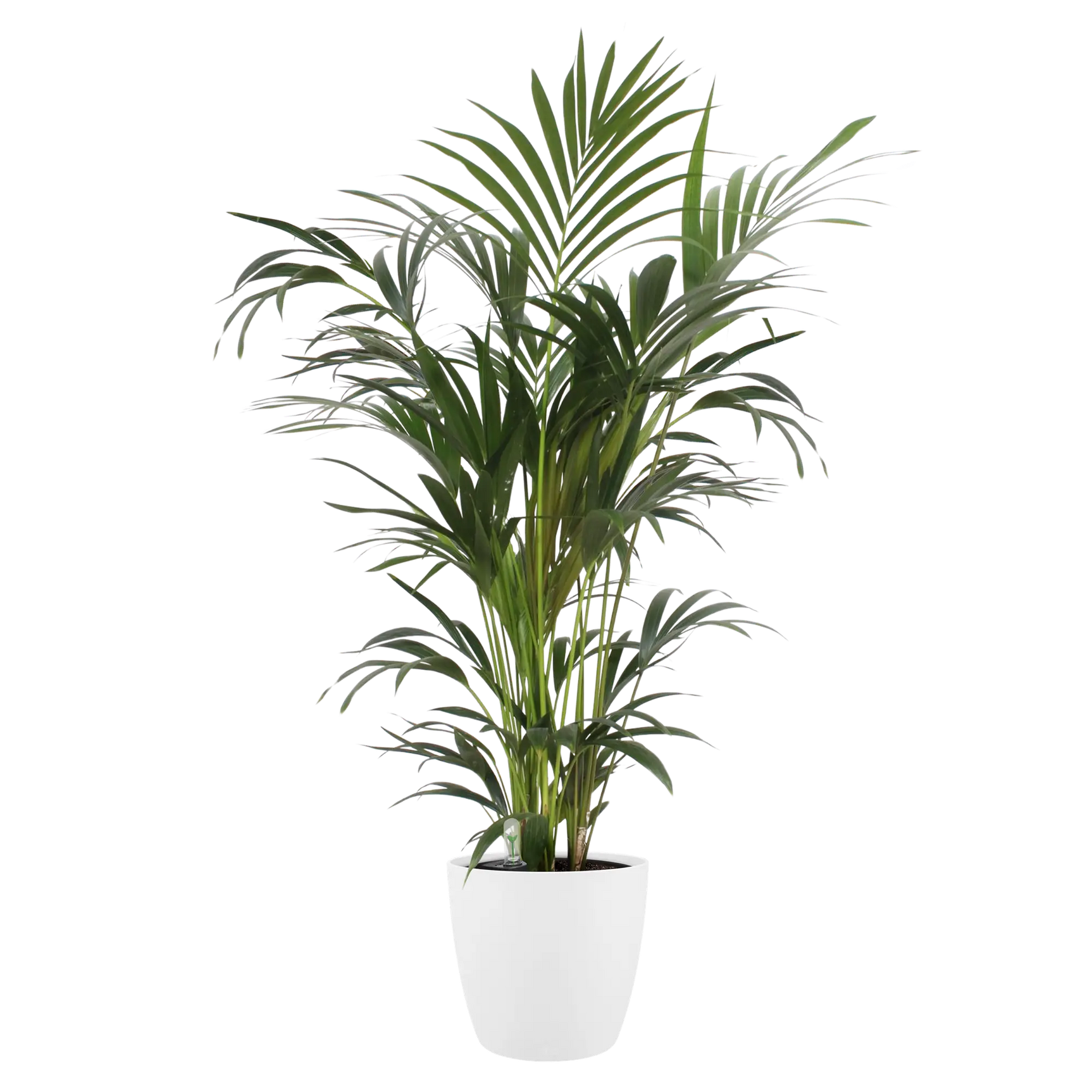 Witte ronde bloempot Ø16 cm met groene kamerplant en volle bladkroon