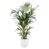 Witte ronde plantenpot met groene plant en smalle bladeren
