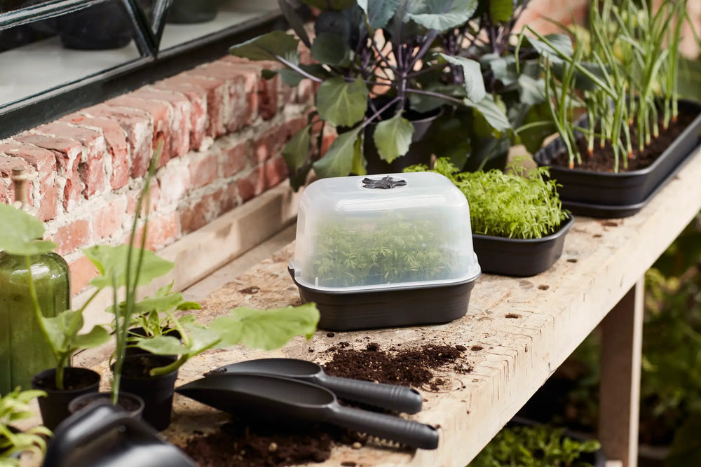 Elho - green basics kweektray s B 24 x H 6 x D 17 cm