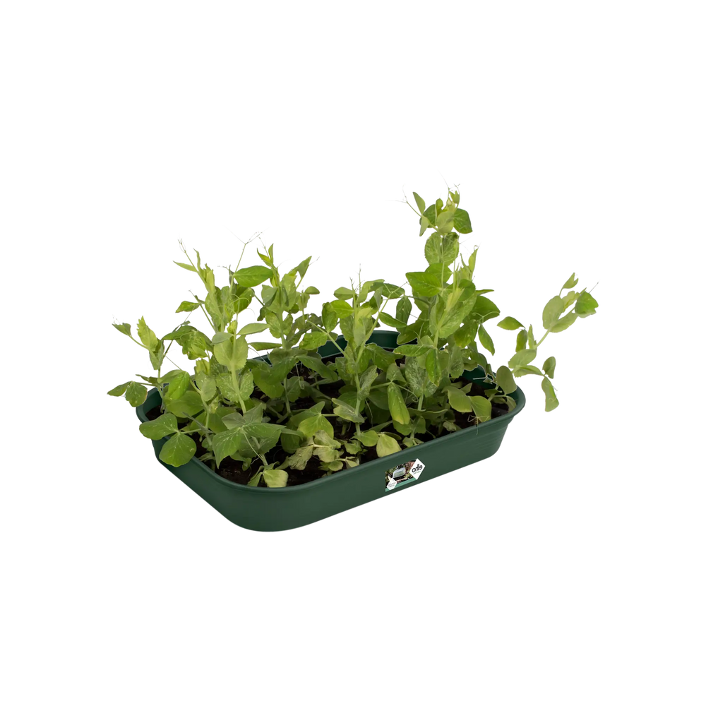 Elho - green basics kweektray m B 36 x H 6 x D 27 cm