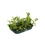 Elho - green basics kweektray m B 36 x H 6 x D 27 cm