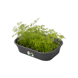 Elho - green basics kweektray s B 24 x H 6 x D 17 cm