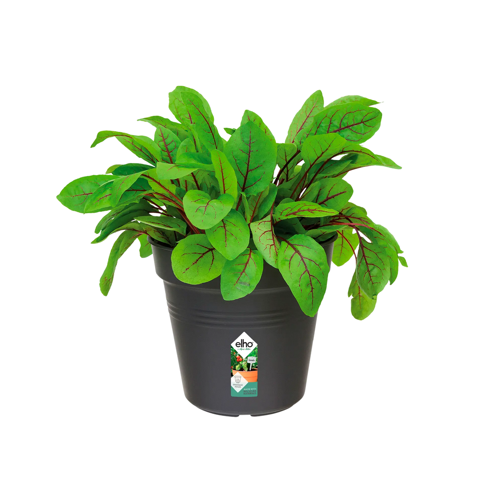Elho - gb growpot 13cm living black