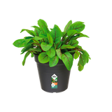 Elho - gb growpot 13cm living black