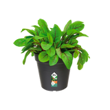 Elho - gb growpot 19cm living black