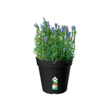 Elho - gb growpot 17cm living black