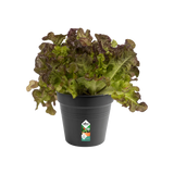 Elho - gb growpot 15cm living black