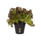 Elho growpot met plant: zwarte kunststof pot met groene en bruinrode slabladeren