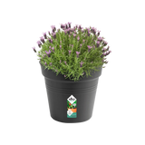 Elho - gb growpot 35cm living black